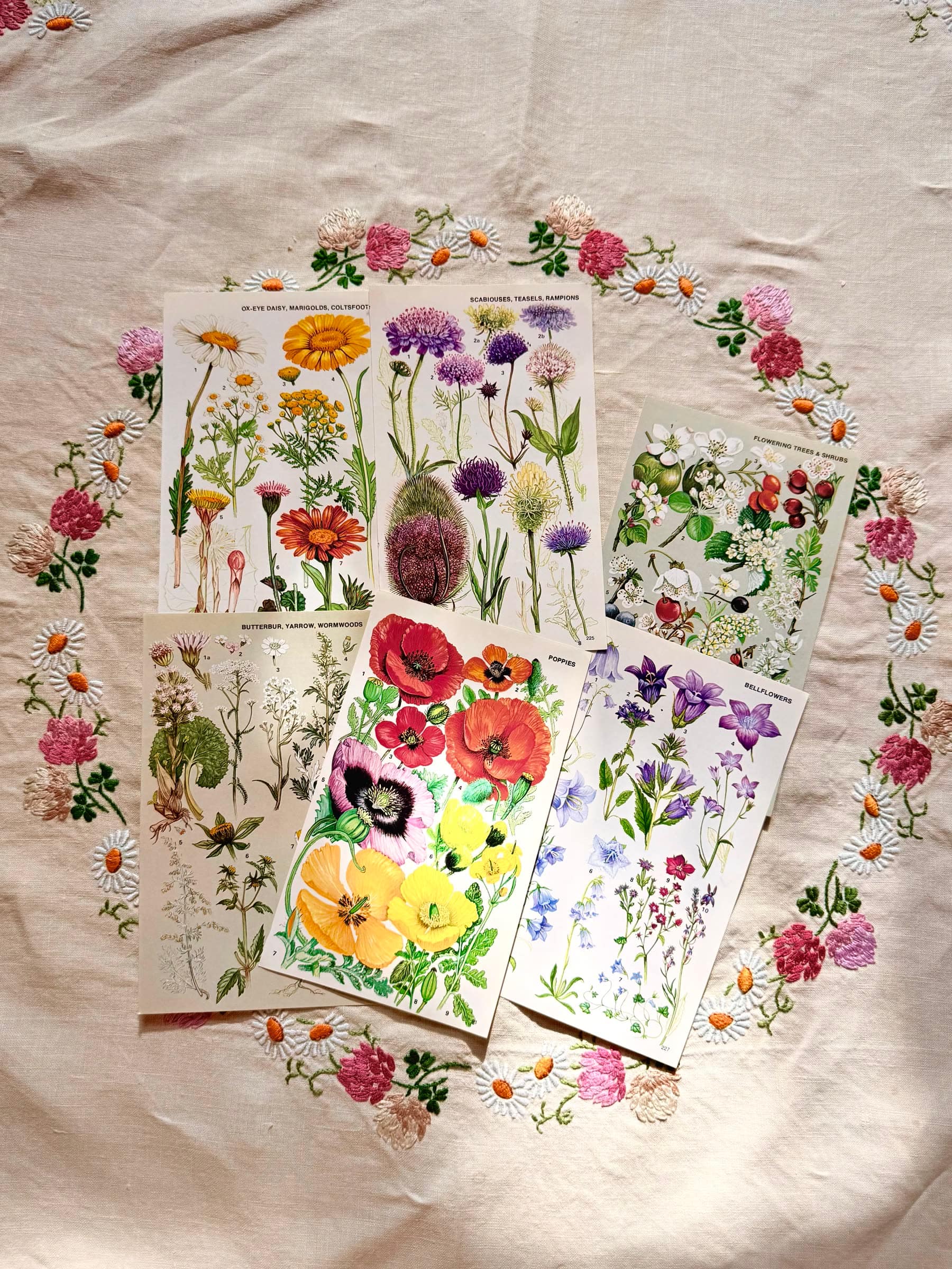 Pressed botanical plates laid on linen - a page from the bookshop shelves